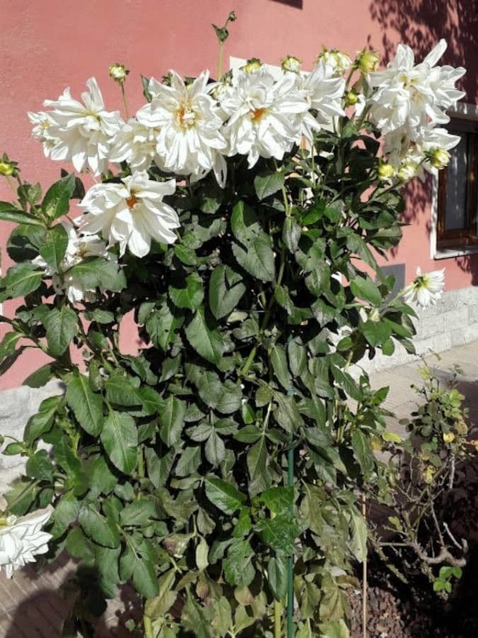 Dalia 14