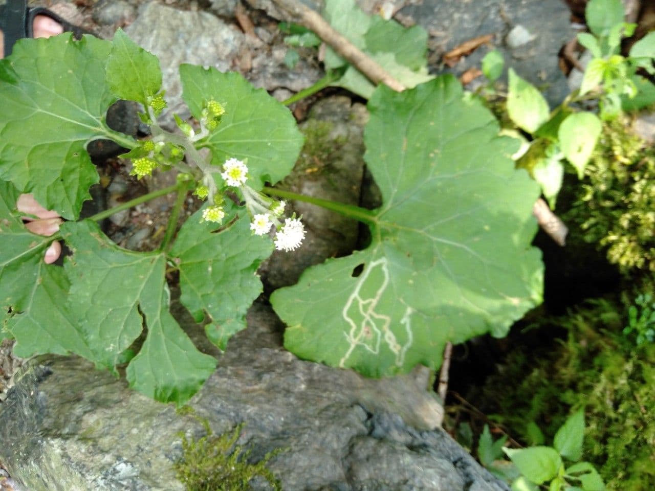 Adenocaulon