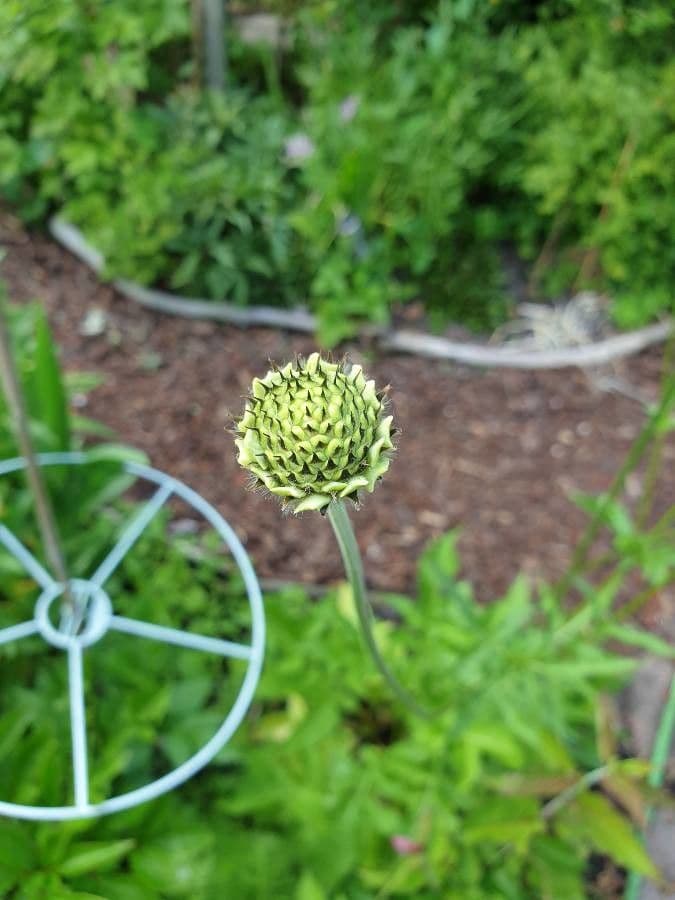 Giant-scabious 21
