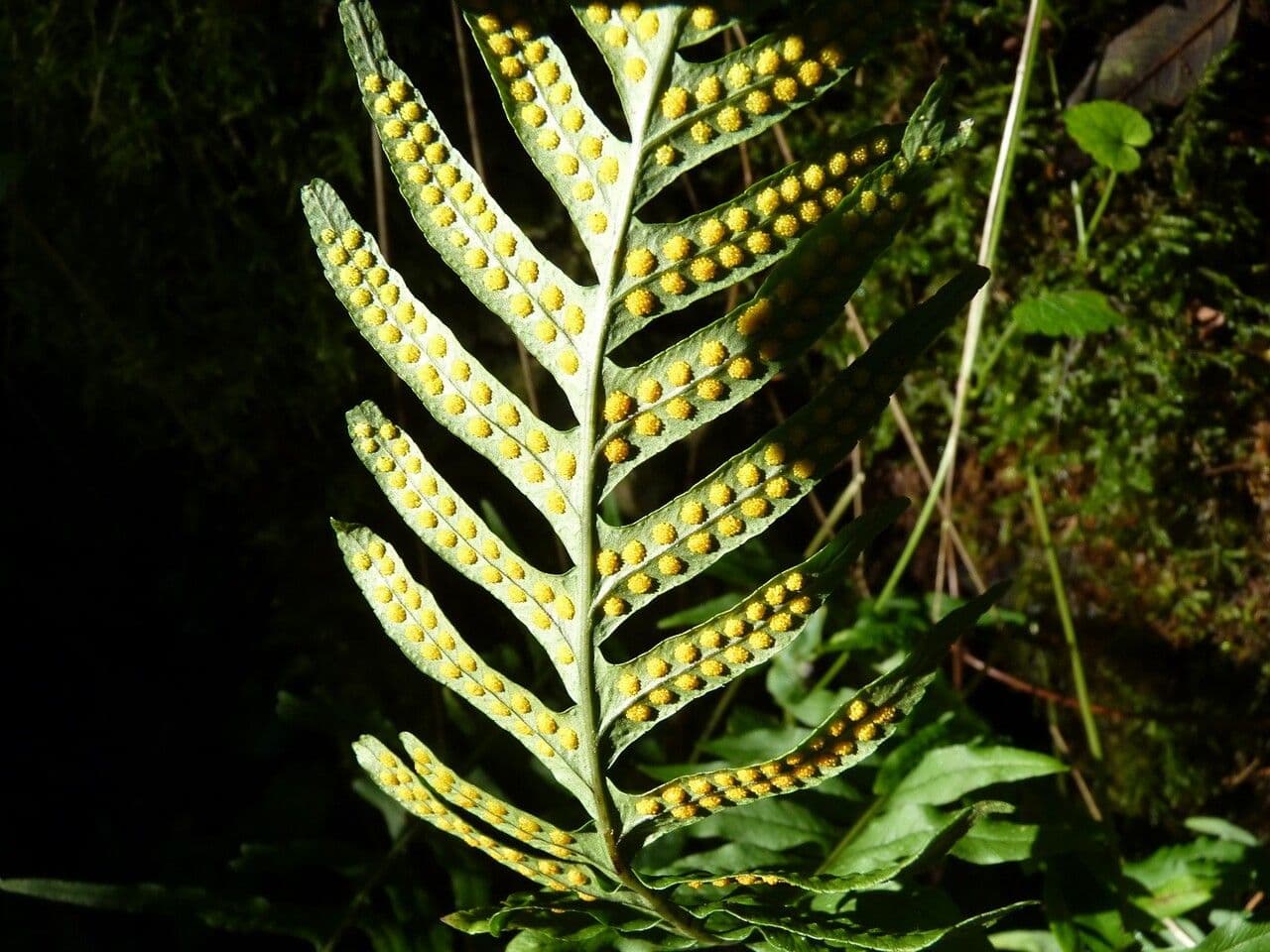 Polypode intermédiaire 5