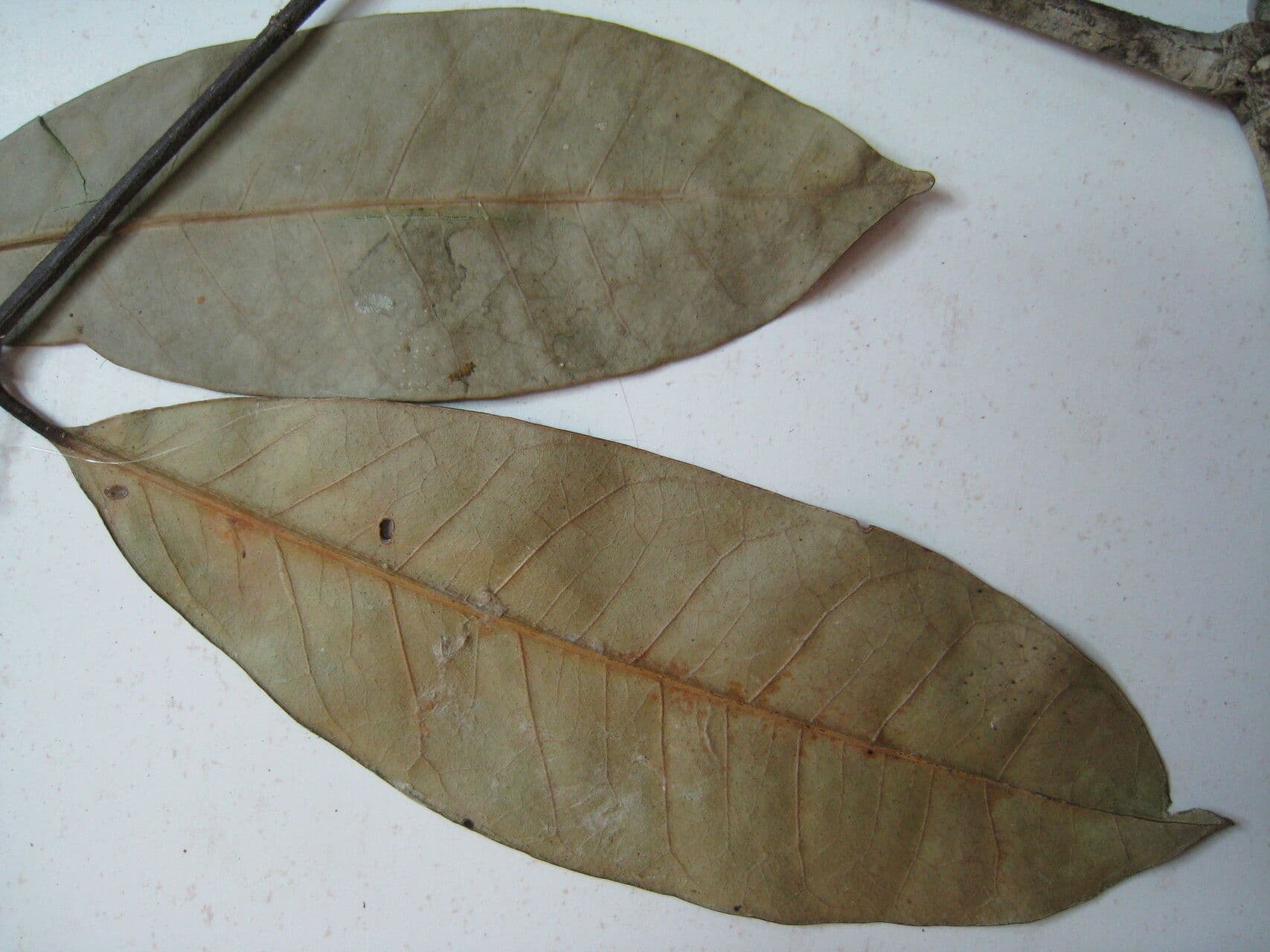 Tontelea 3