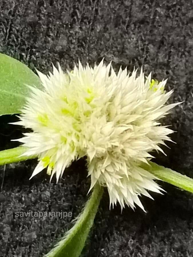Yellow joyweed 5