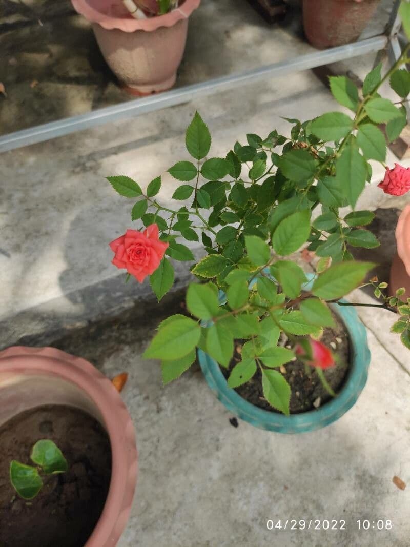 Tannenrose 7