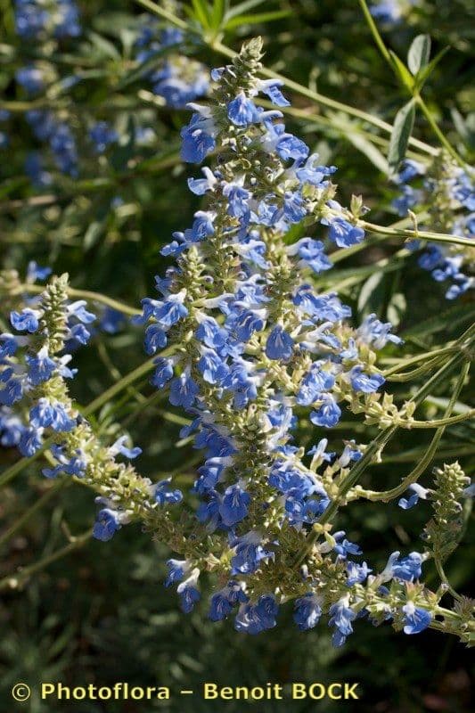 Bog sage 23