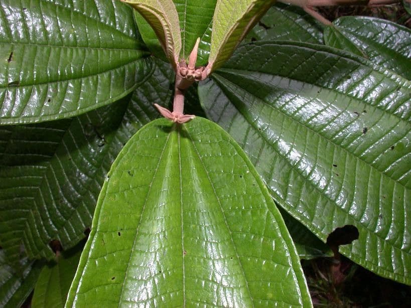 Miconia a spighe multiple 9