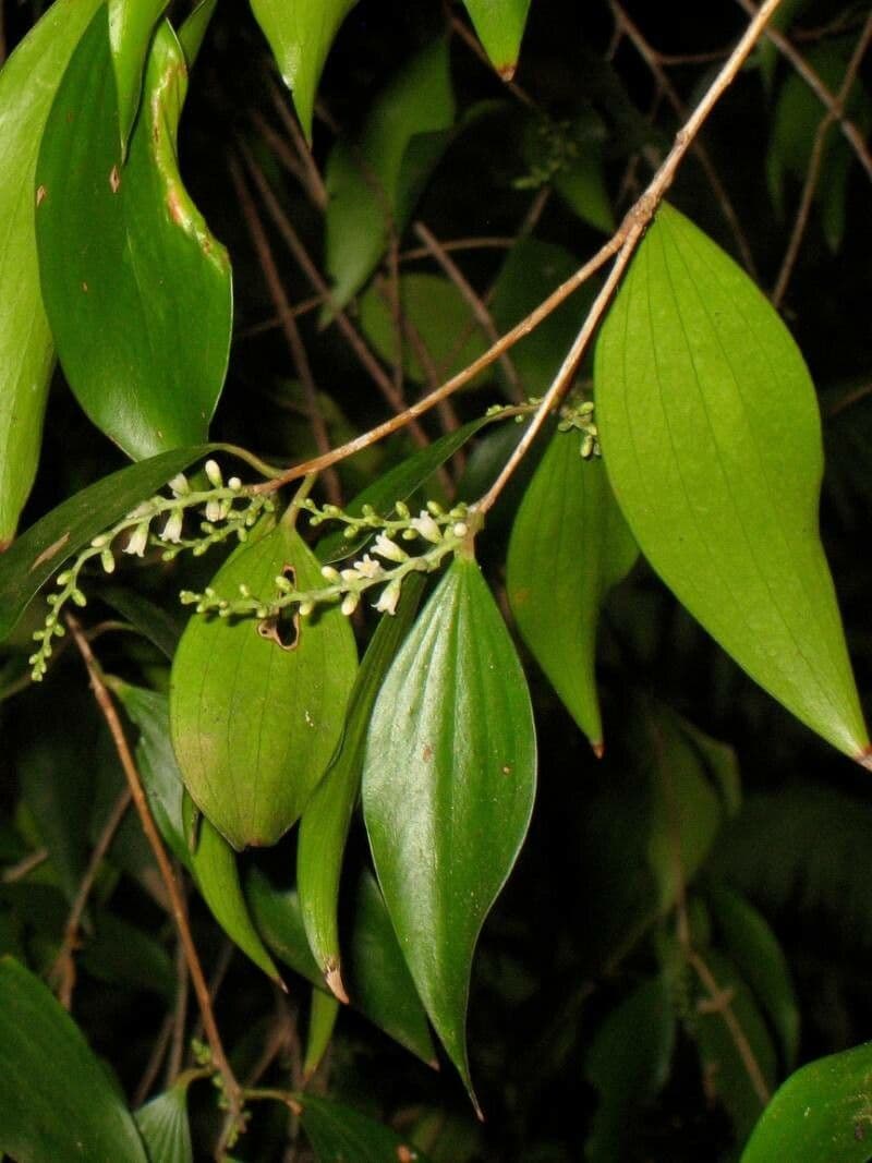 Lorbeerblättrige Trochocarpa 3