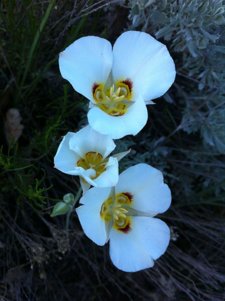 Nuttalls Kugelblume 5