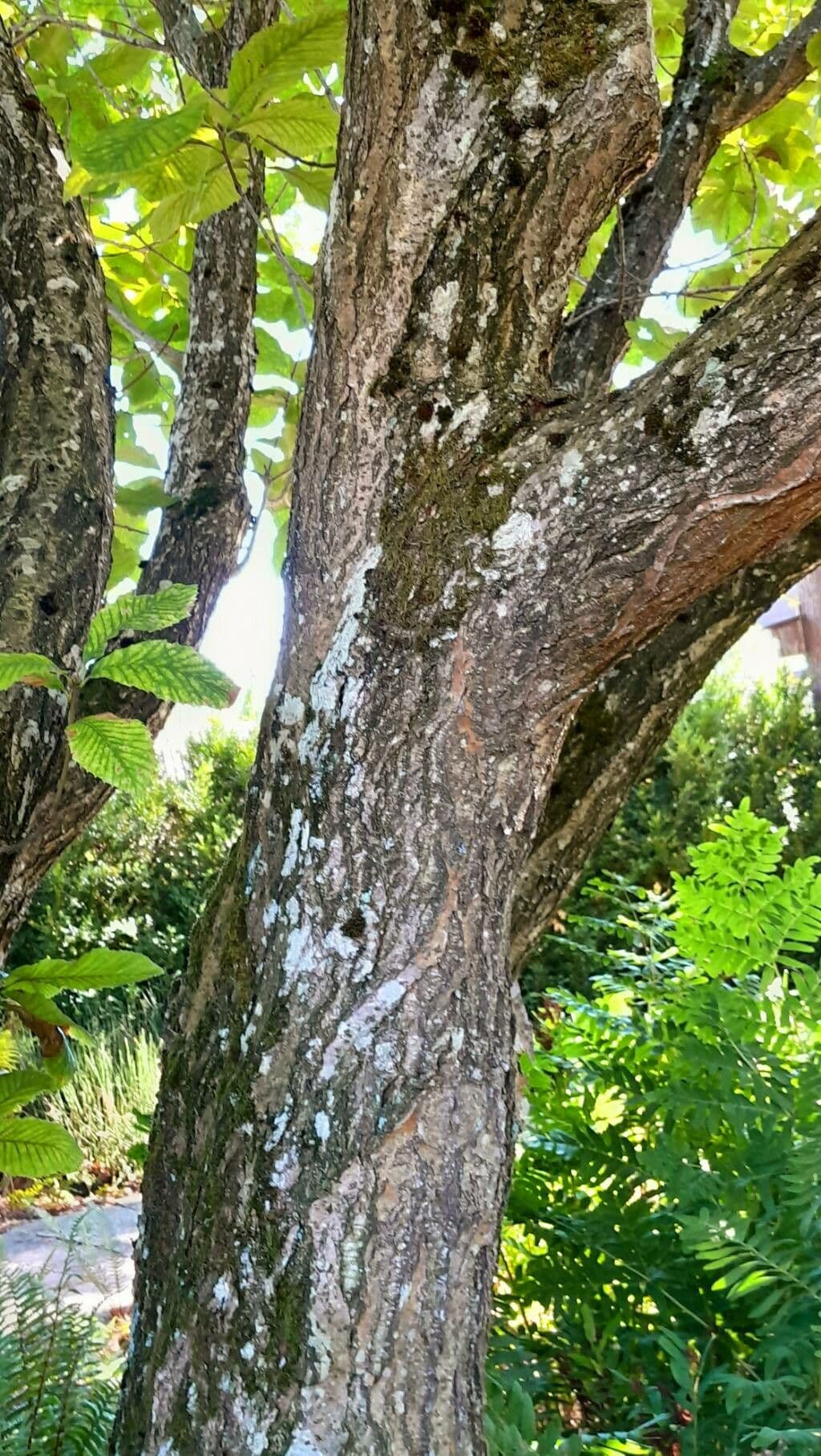 Quercia 14