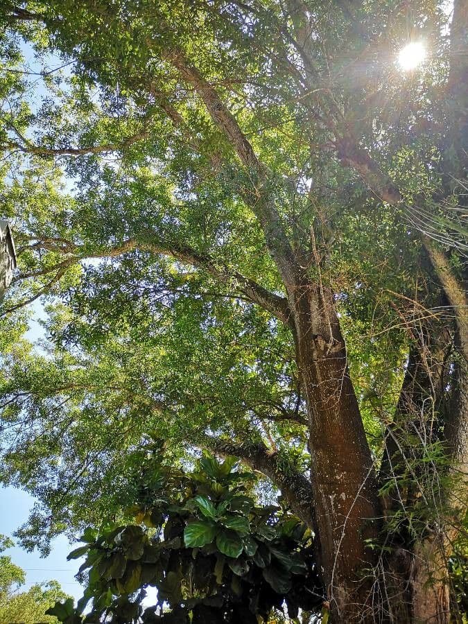 Strychninetree 14