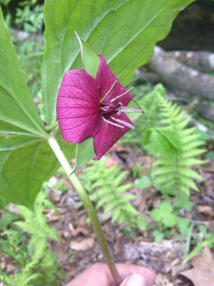 Trillium dulce