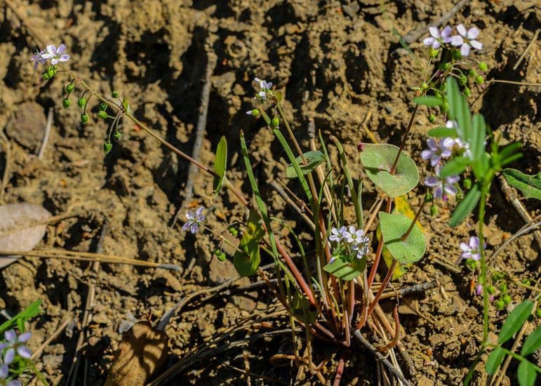 Claytonia parviflora 9