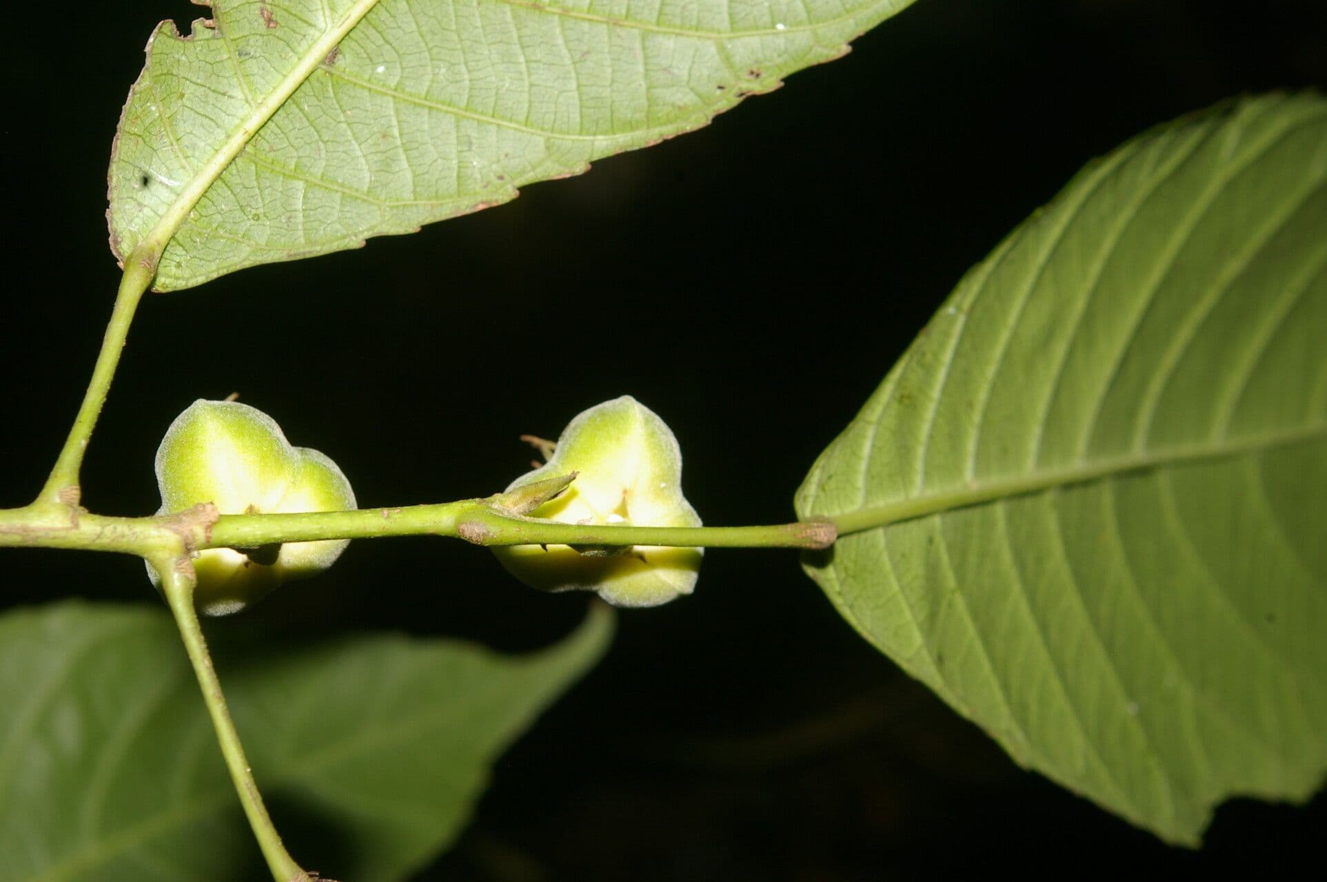 Cleidion 2