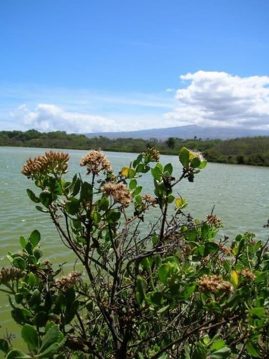 Pluchea indica 7