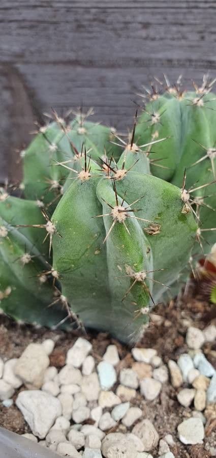 Stenocereus 7