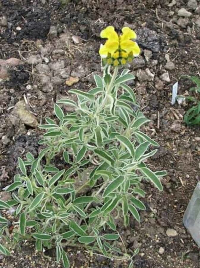 Phlomis curdo