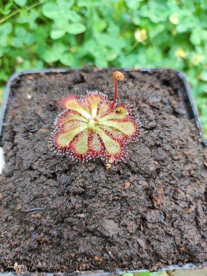 Drosera 2