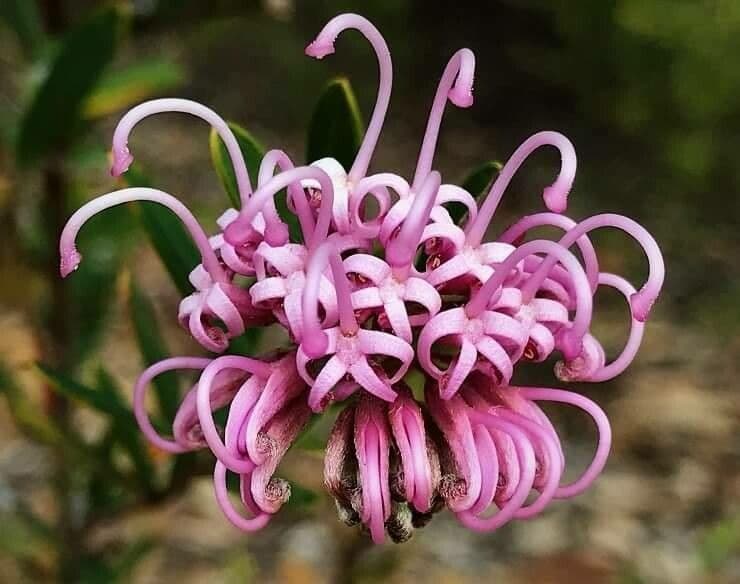 Grevillea sericea