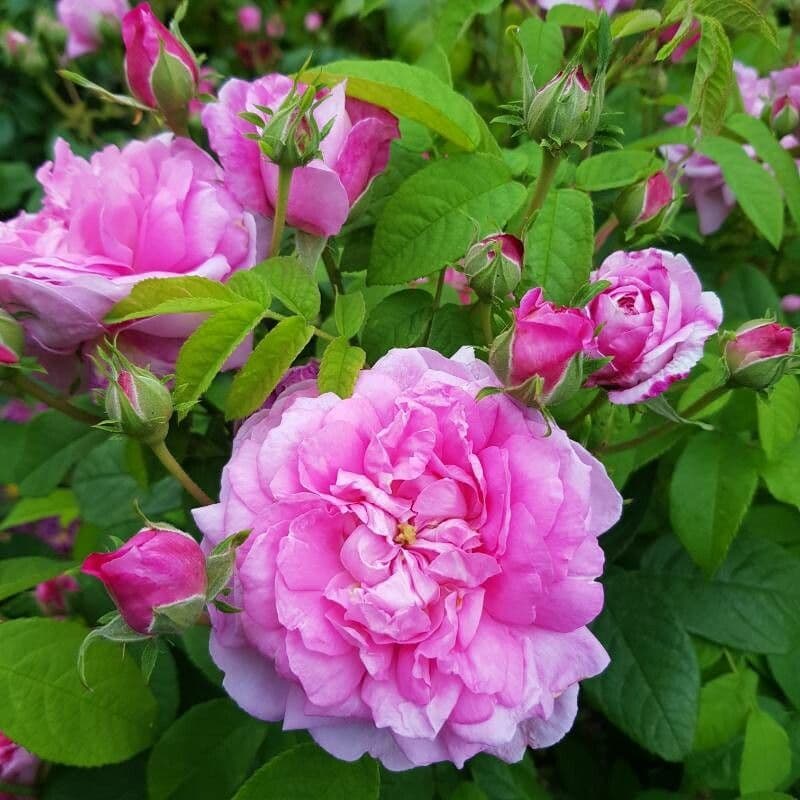 Rosa centifolia 4