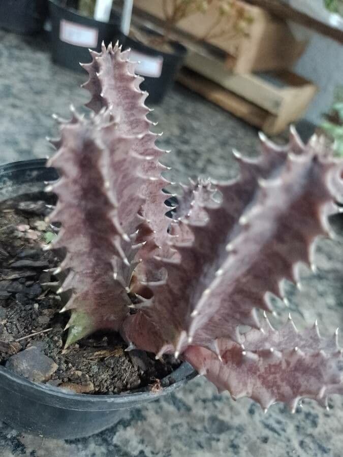 Huernia 4