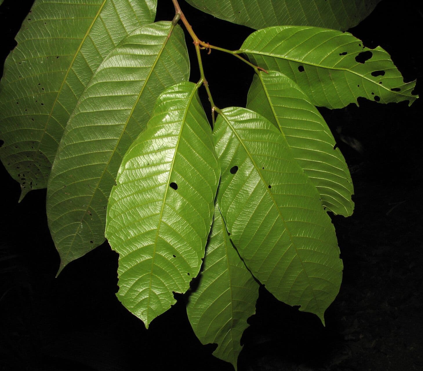 Unonopsis