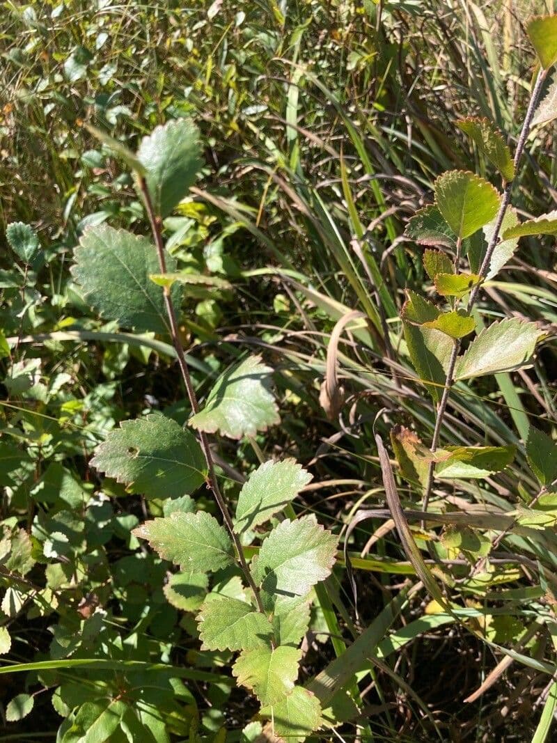 Zwergbirke 7