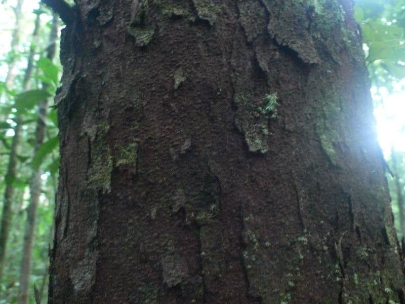 Vantanea 4