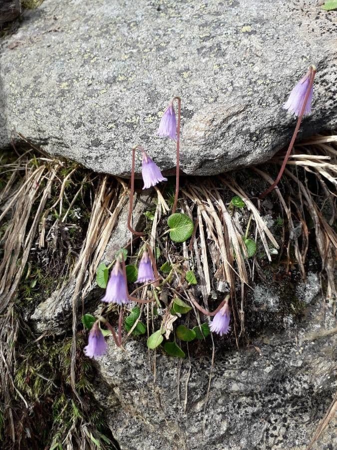 Soldanella comune 10