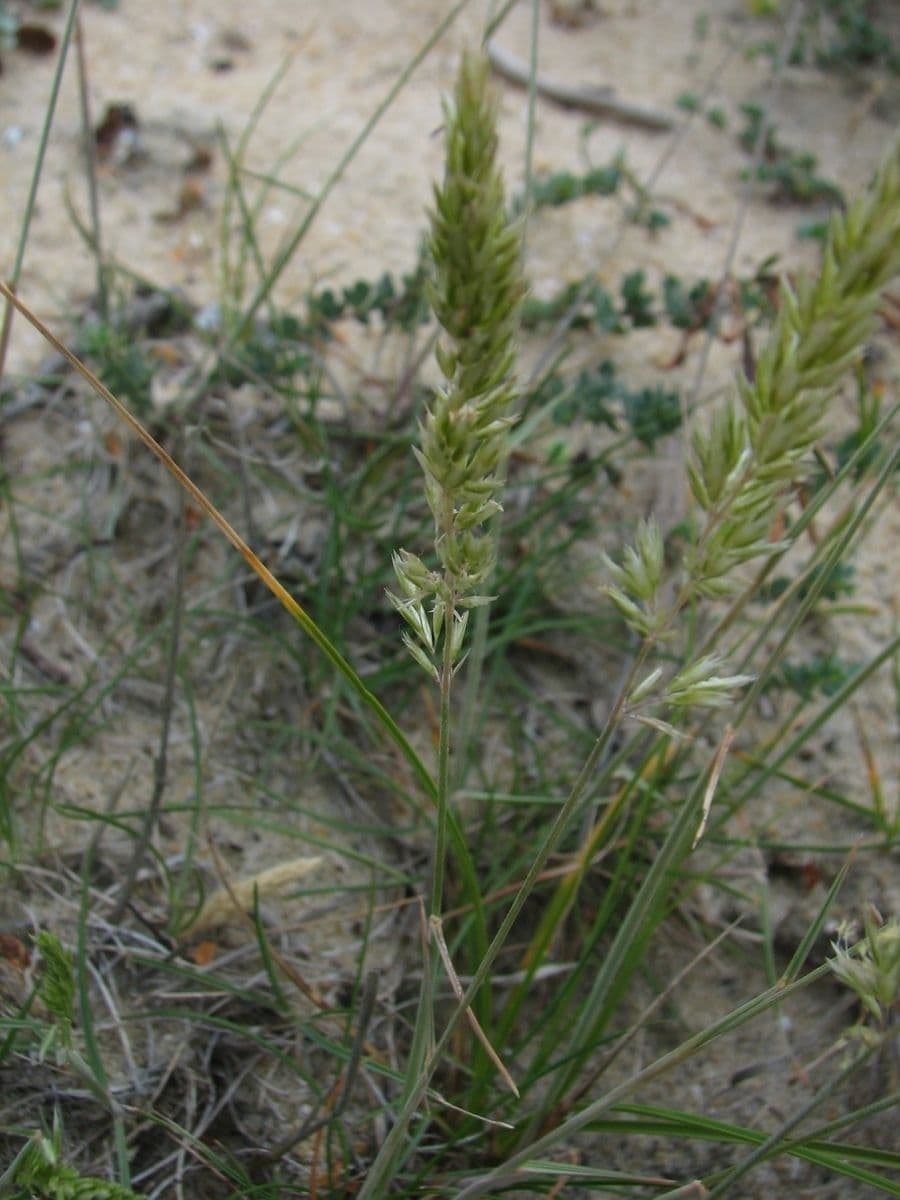 Koeleria glauca 11