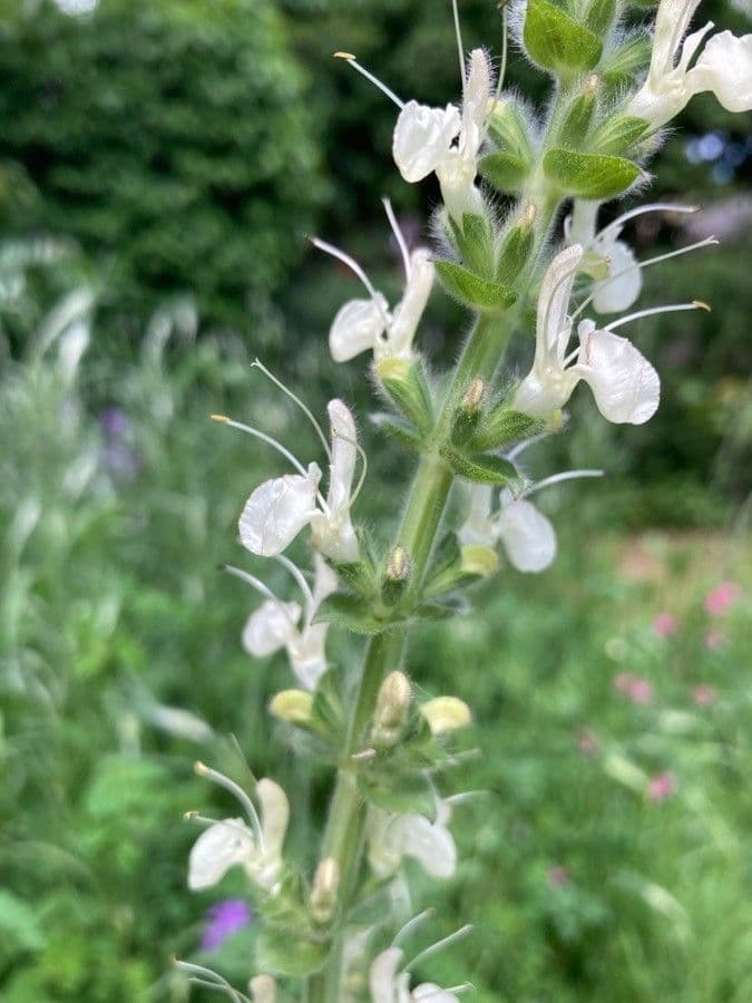 Salvia 2