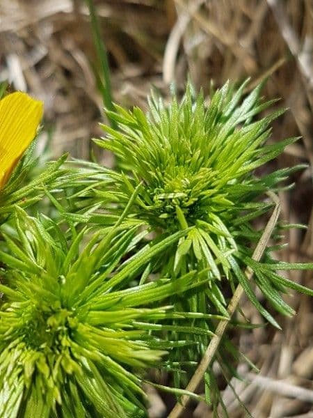 Adonide primaverile 19
