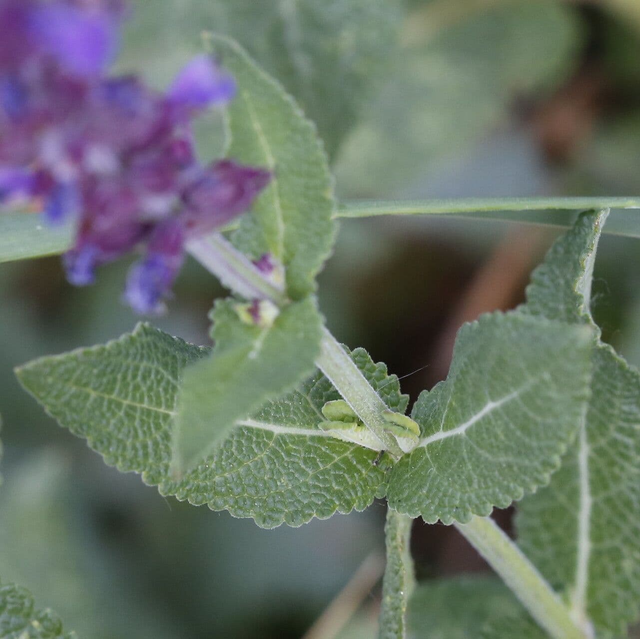 Salvia 8
