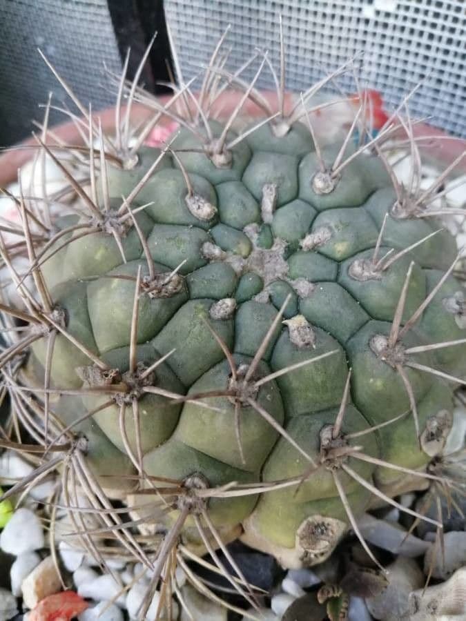 Gymnocalycium 19