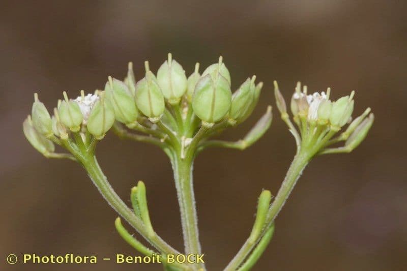 Iberis procumbens 3