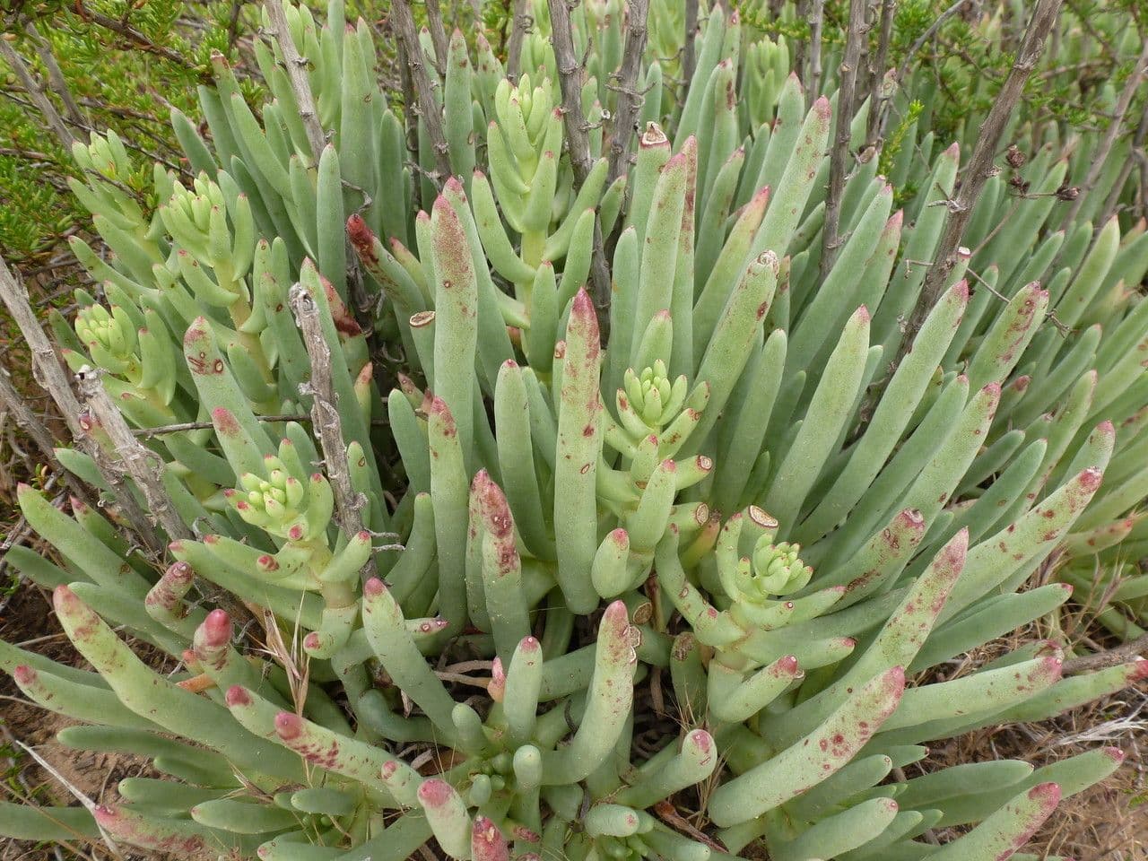 Dudleya 6