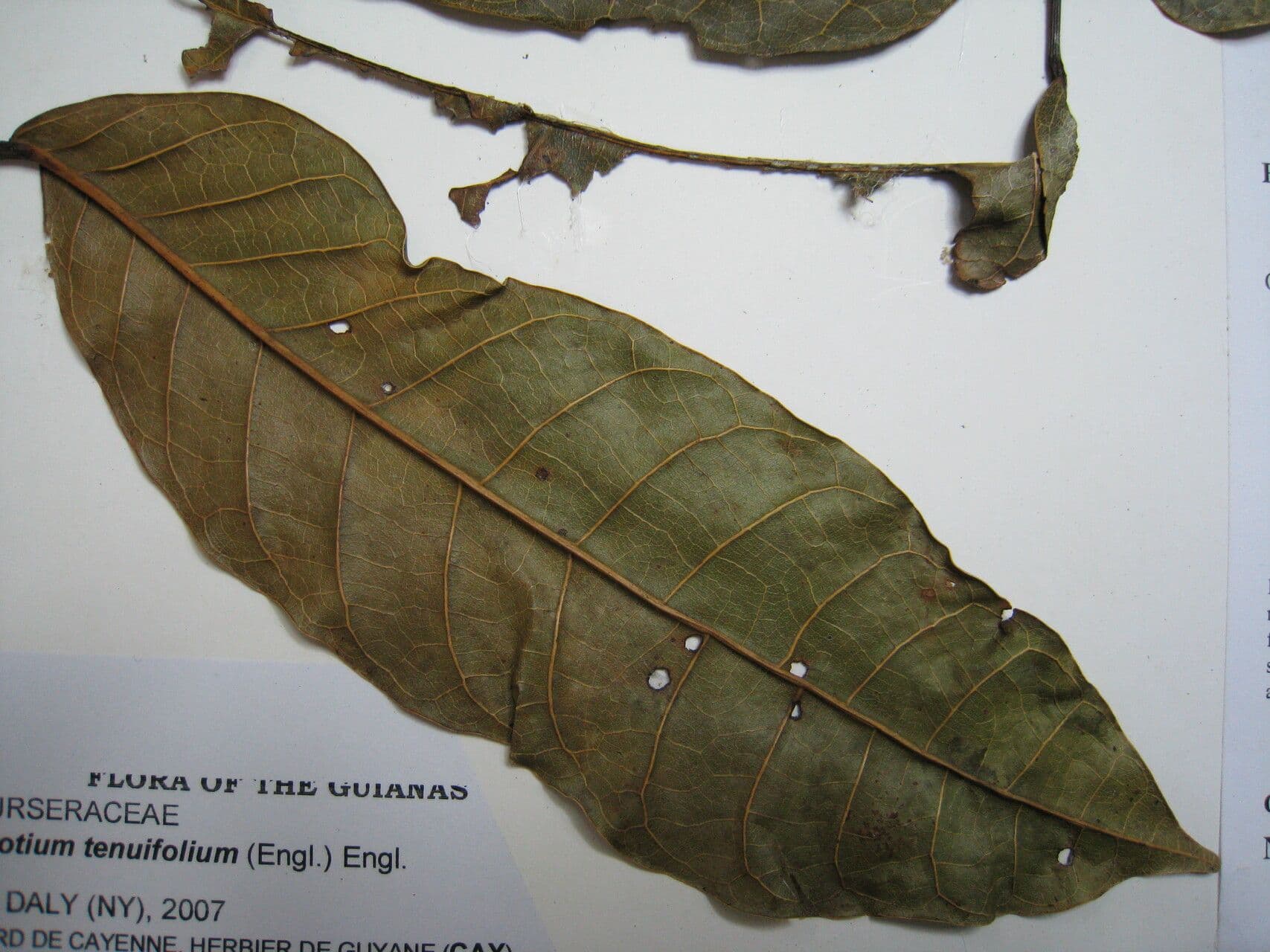 Protium tenuifolium 15