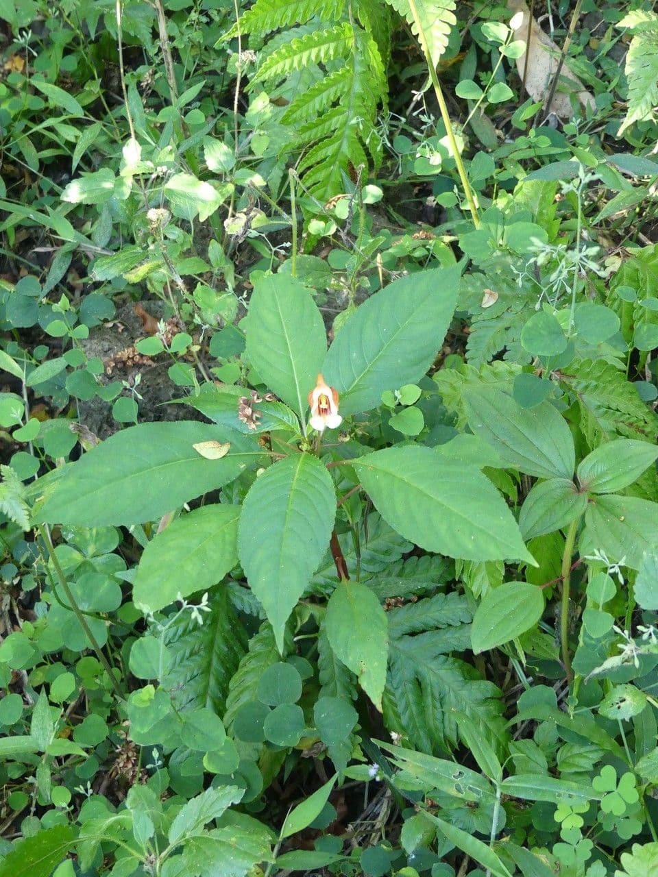 Balsamino 9