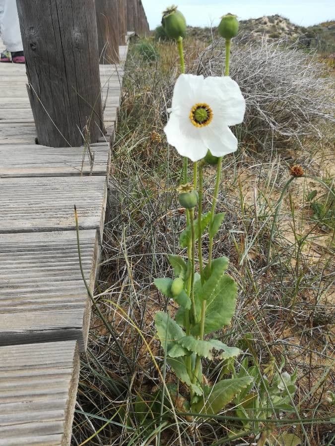 Schlafmohn 11
