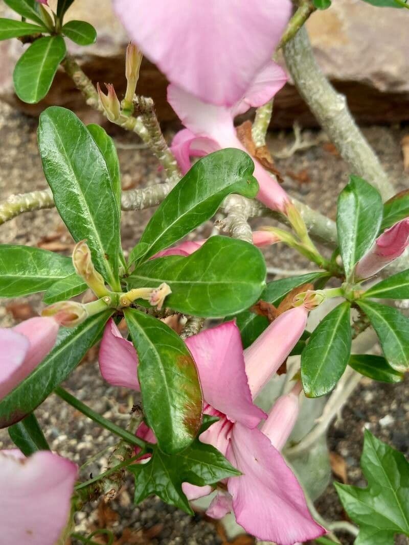 Adenium 8