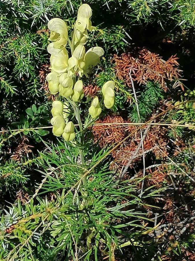 Aconito anthora 6
