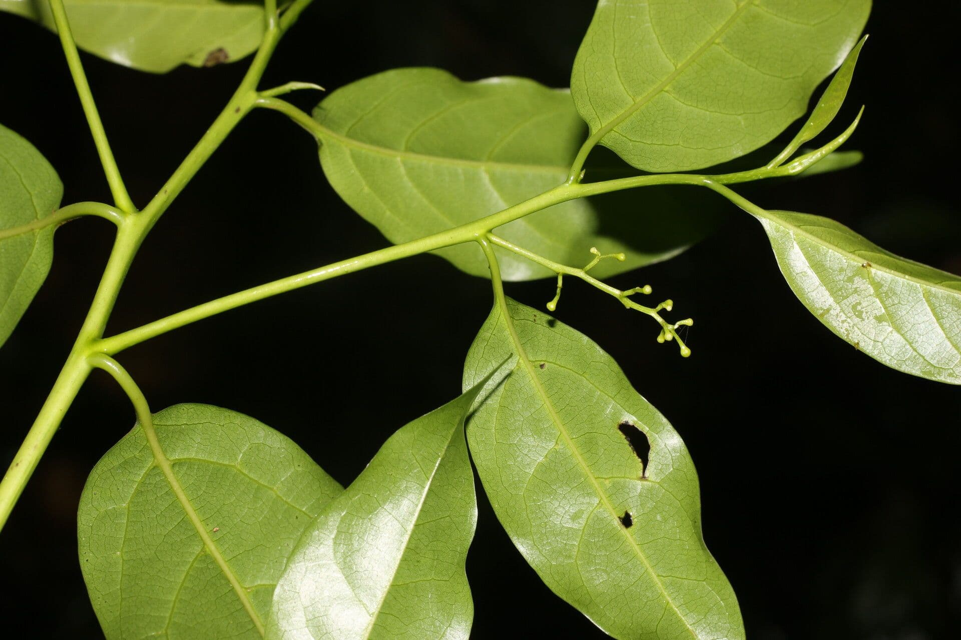Ocotea 14