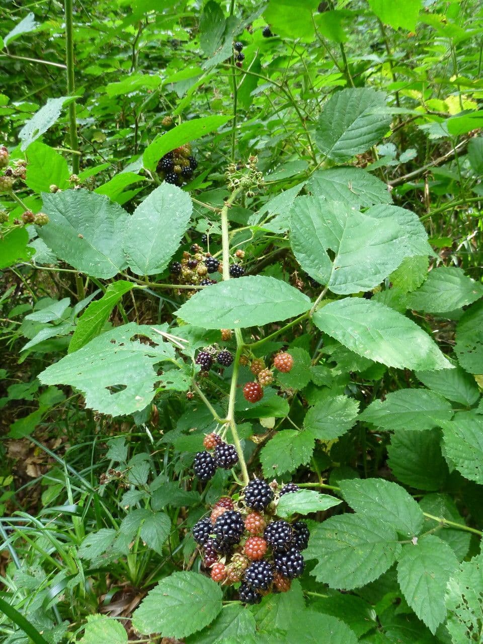 Mûron 5
