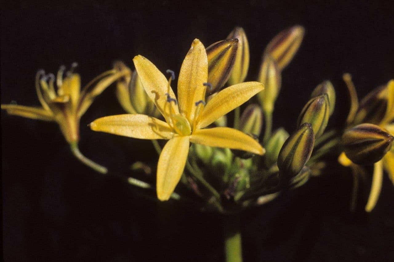 Triteleia 5