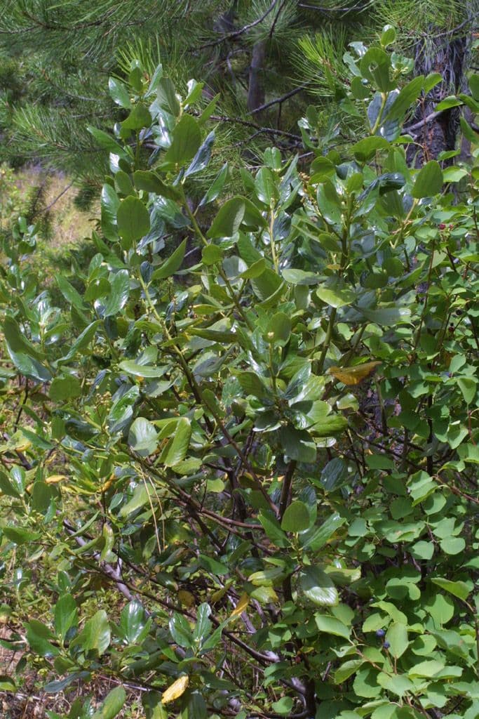 Ceanothus sametový 8