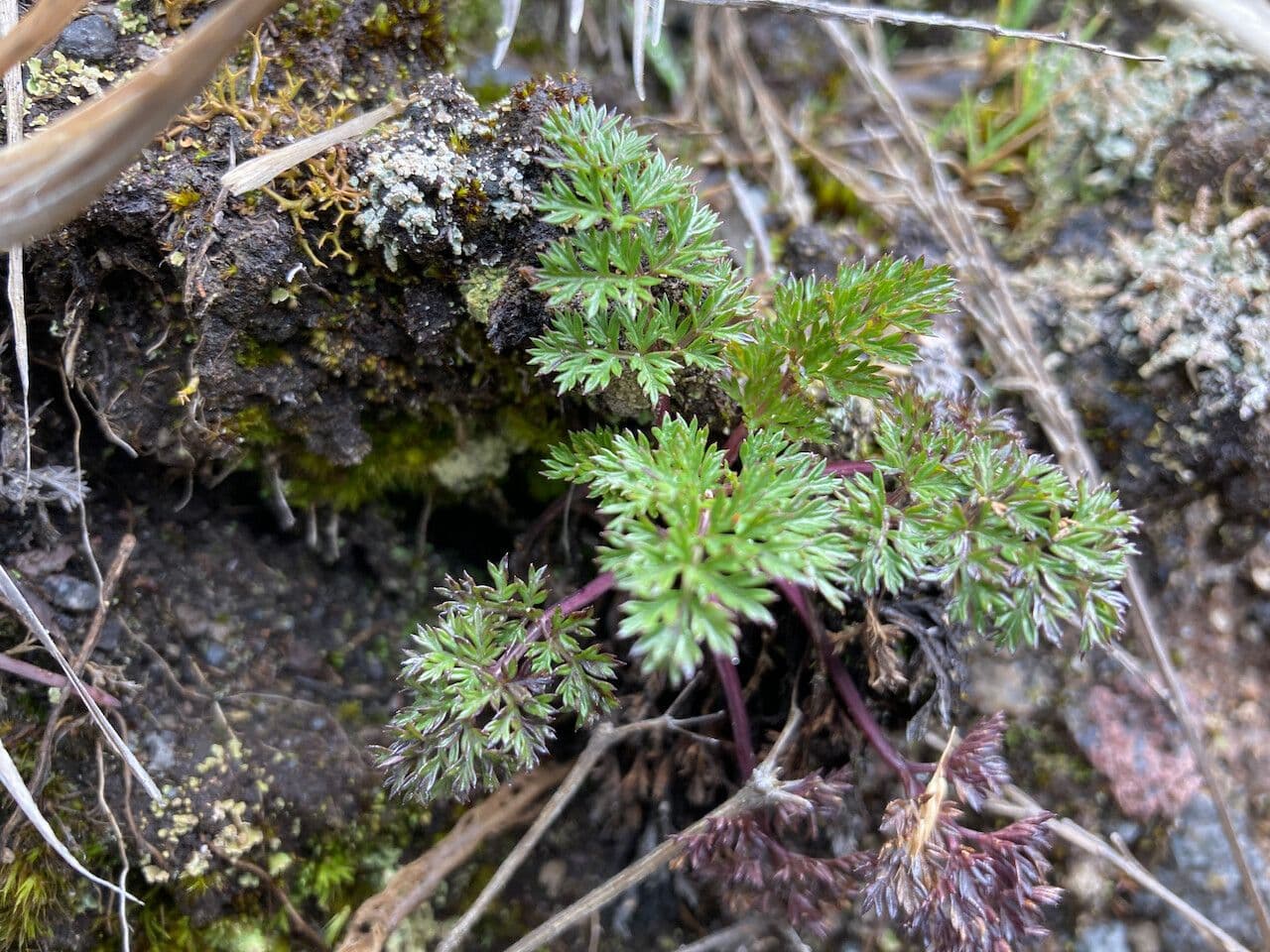 Niphogeton 5