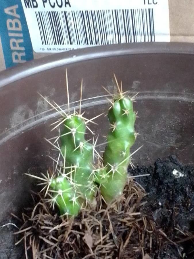 Cactus a cinque lobi 22