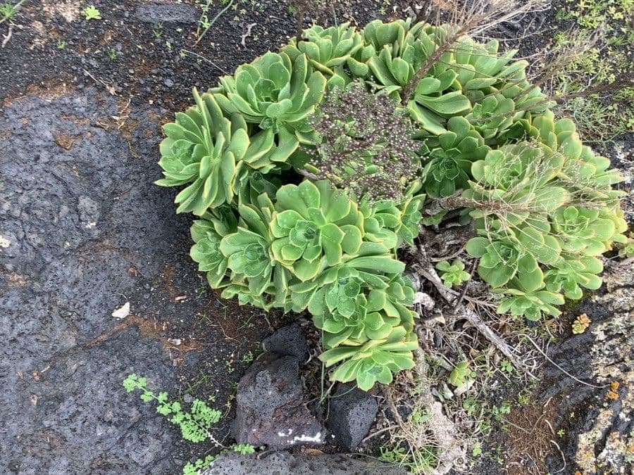 Aeonium lancerottense 13