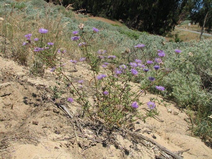Monardella ondulata 7