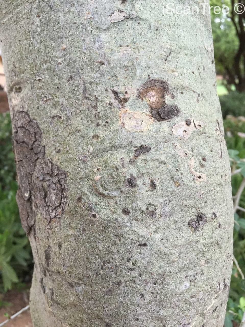 Myrrhenstrauch 2