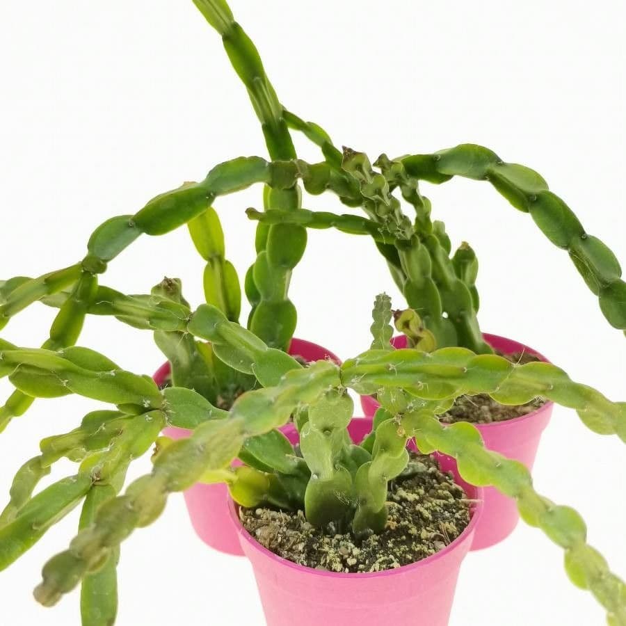 Rhipsalis 4