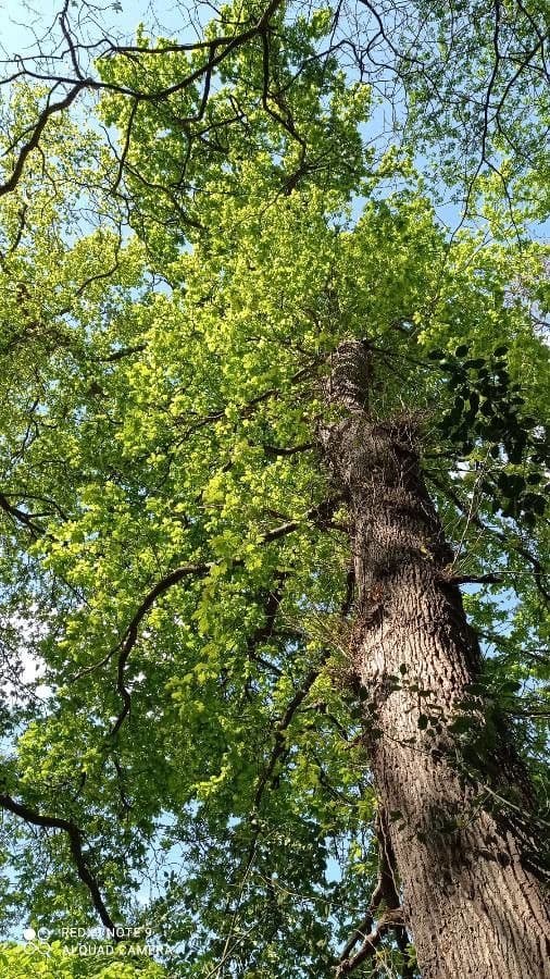 Quercia nera 11